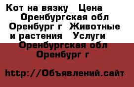 Кот на вязку › Цена ­ 500 - Оренбургская обл., Оренбург г. Животные и растения » Услуги   . Оренбургская обл.,Оренбург г.